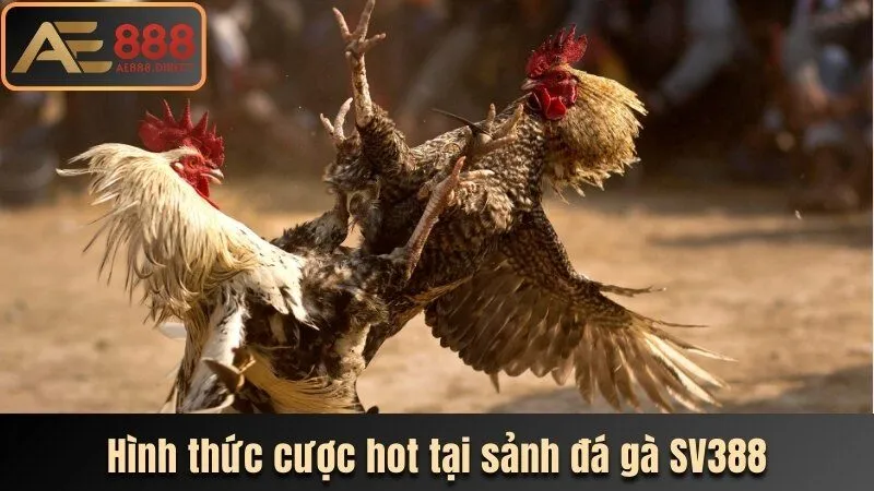Hình thức cược hot tại sảnh đá gà SV388