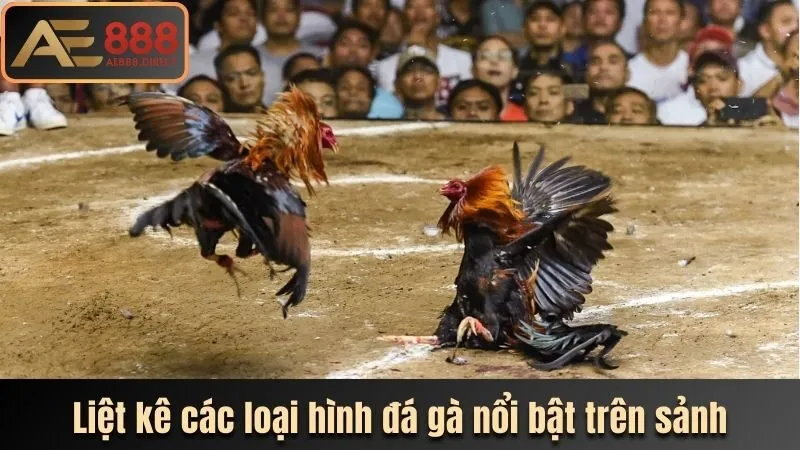 Liệt kê các loại hình đá gà nổi bật trên sảnh