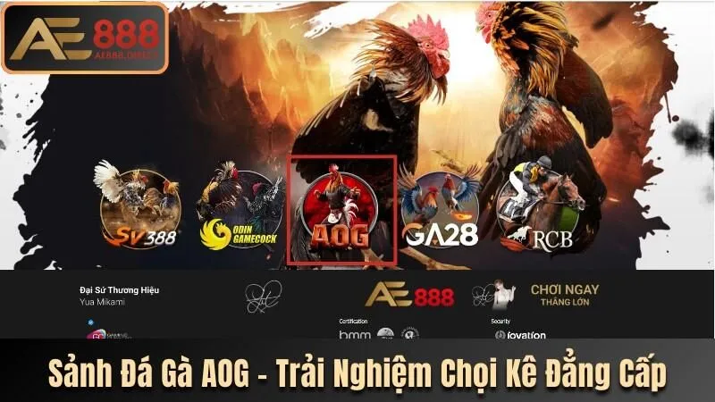 đá gà AOG