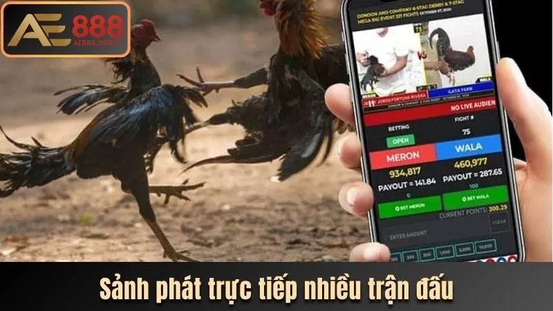 Sảnh Odin Gamecock phát trực tiếp nhiều trận đấu
