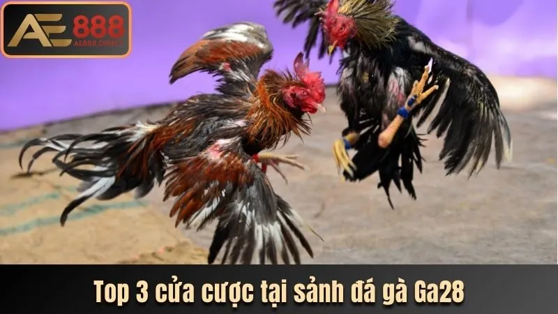 Top 3 cửa cược tại sảnh đá gà Ga28
